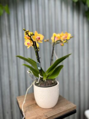 Phalaenopsis Limpopo | Storczyk