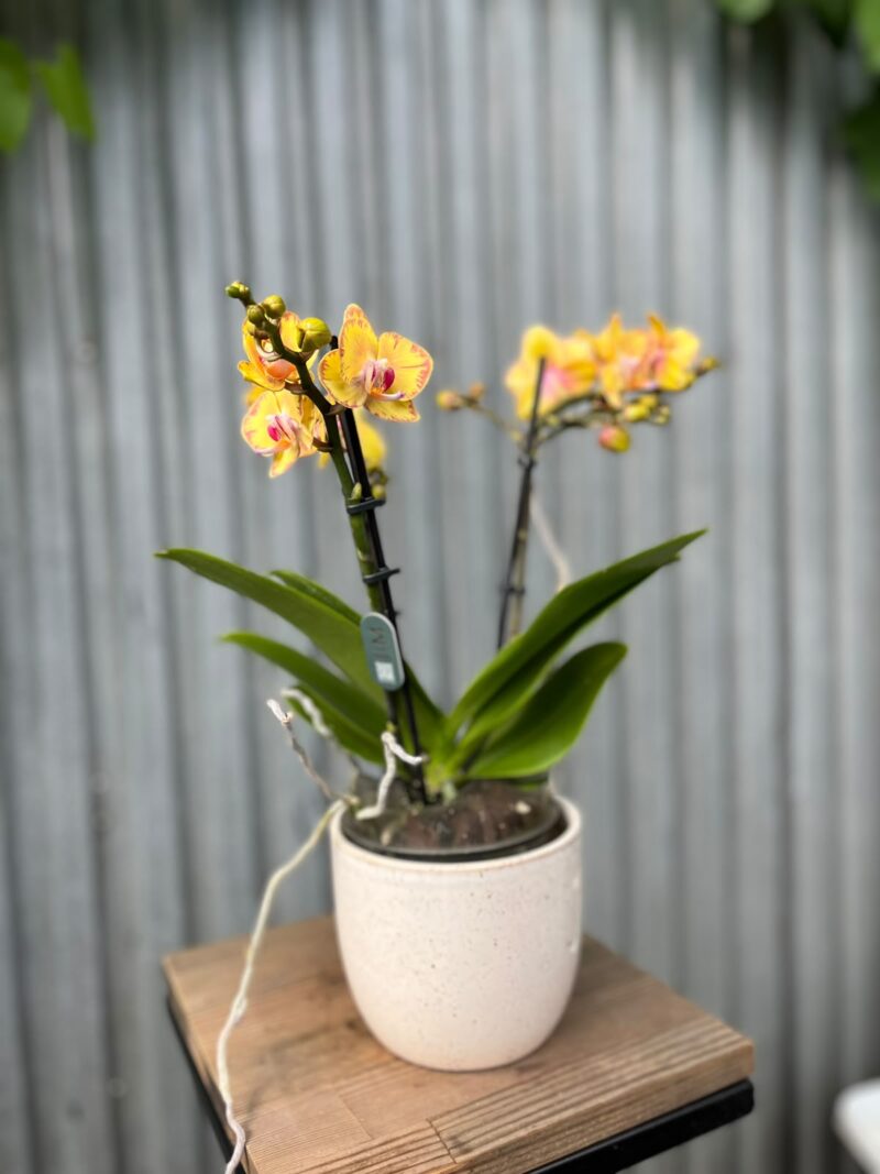 Phalaenopsis Limpopo | Storczyk