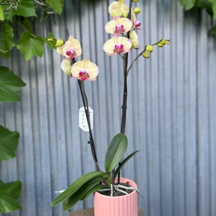 Phalaenopsis Golden Splash
