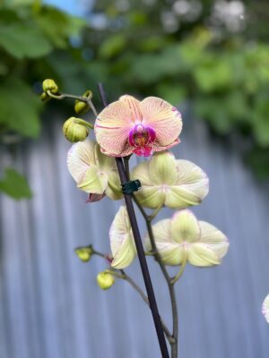 Phalaenopsis Golden Splash