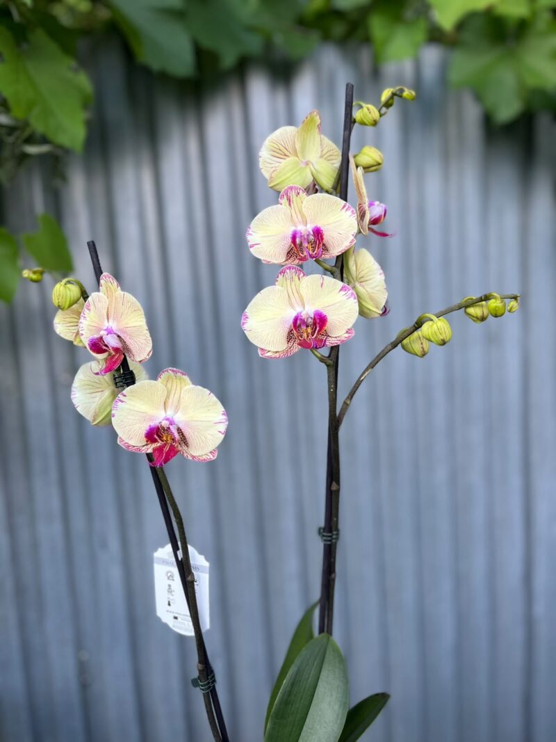 Phalaenopsis Golden Splash