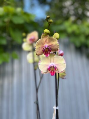 Phalaenopsis Golden Splash