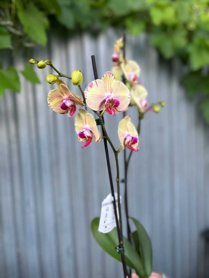 Phalaenopsis Golden Splash