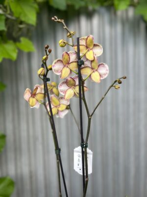 Phalaenopsis JC Maidanglu | Storczyk