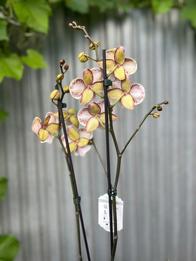 Phalaenopsis JC Maidanglu | Storczyk