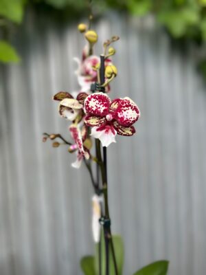 Phalaenopsis JC Maidanglu | Storczyk