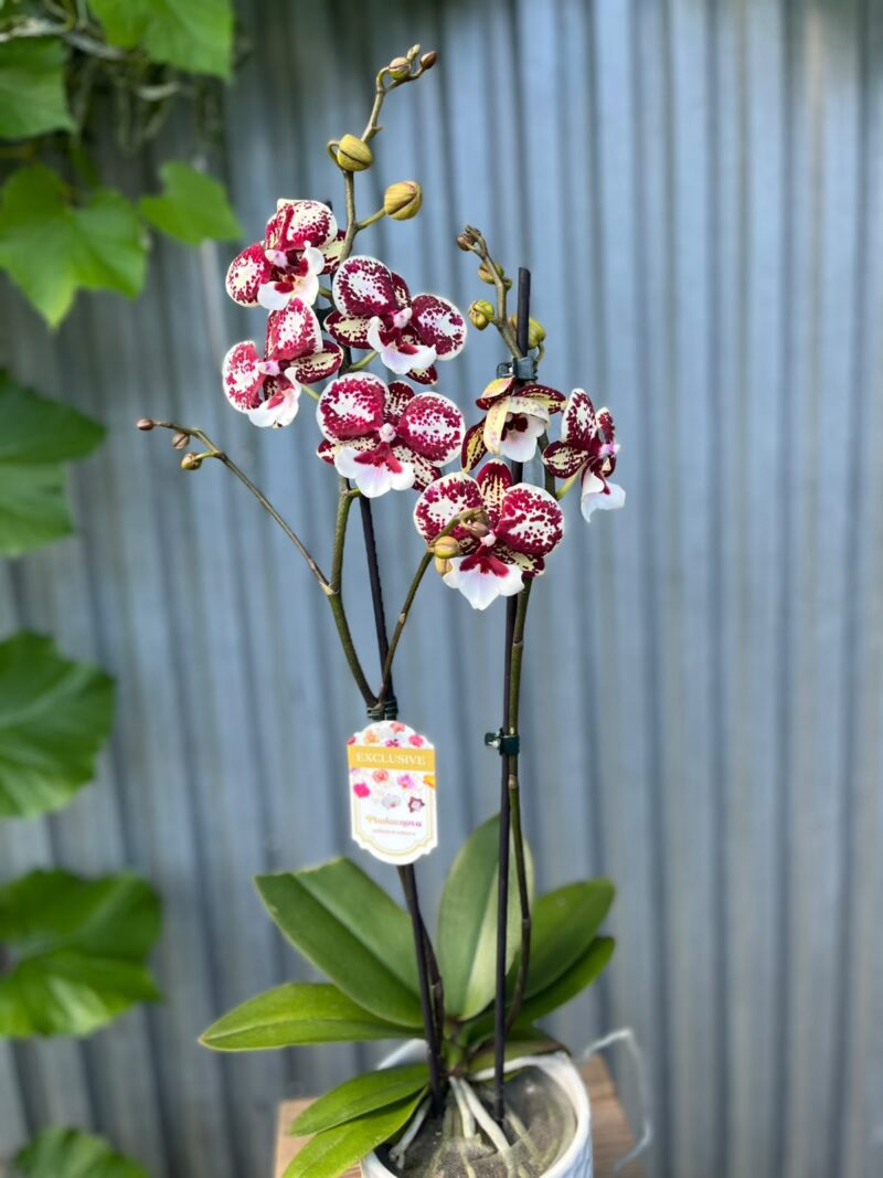 Phalaenopsis JC Maidanglu | Storczyk