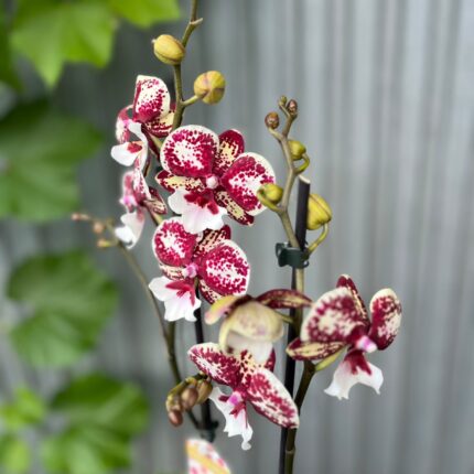 Phalaenopsis JC Maidanglu | Storczyk