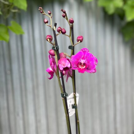 Phalaenopsis Limited Purple Rose | Storczyk
