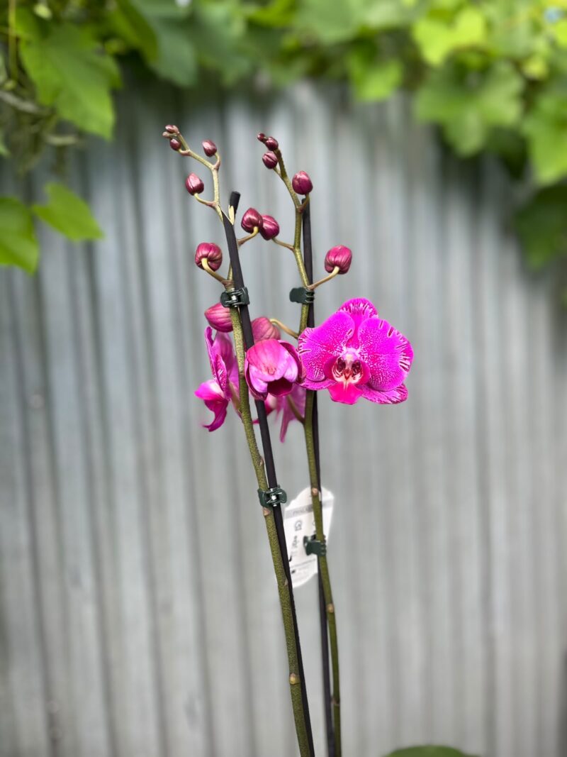 Phalaenopsis Limited Purple Rose | Storczyk