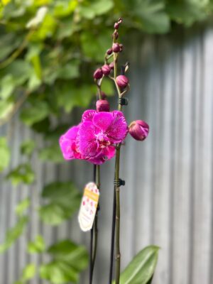 Phalaenopsis Limited Purple Rose | Storczyk