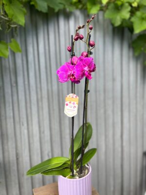Phalaenopsis Limited Purple Rose | Storczyk