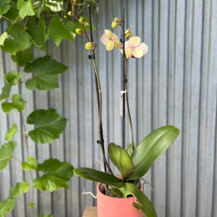 Phalaenopsis OX Red Sesame | Storczyk