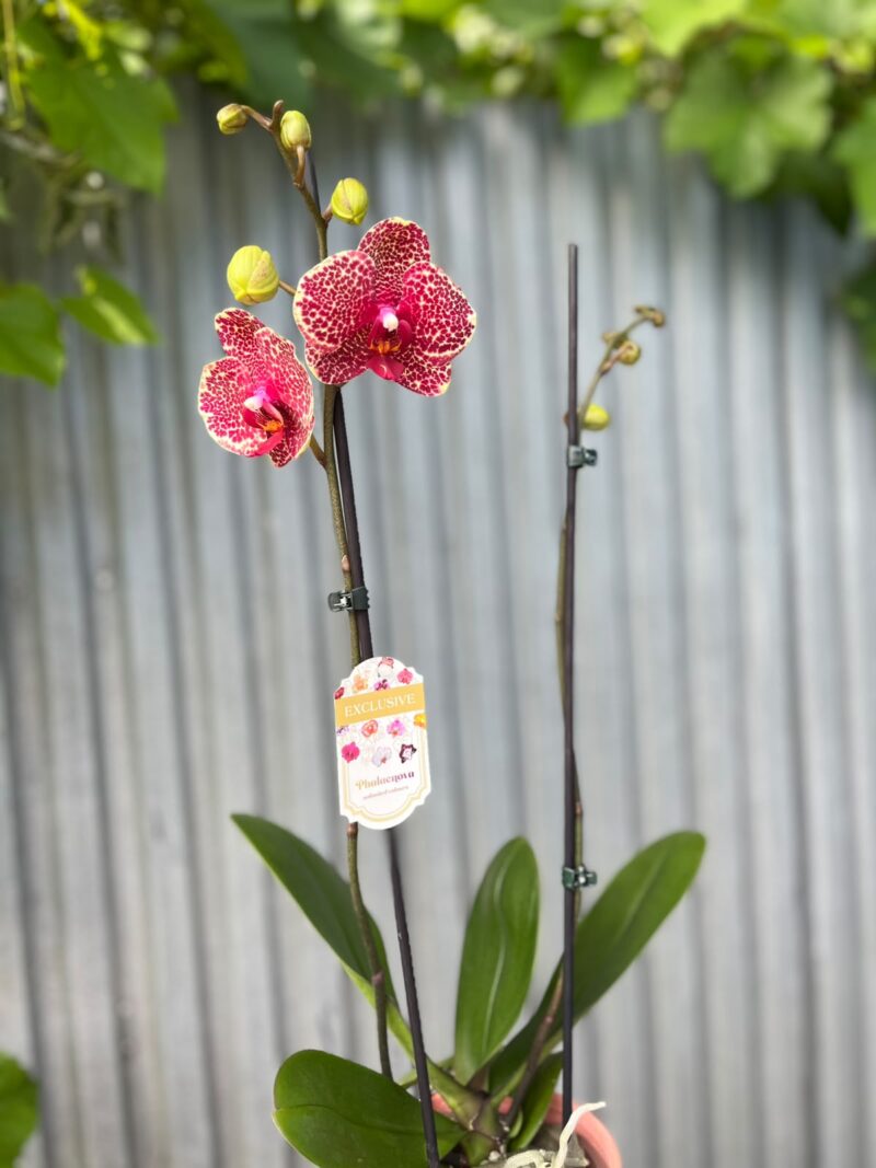 Phalaenopsis OX Red Sesame | Storczyk