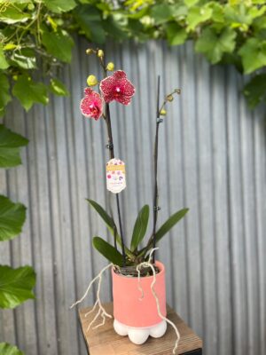Phalaenopsis OX Red Sesame | Storczyk