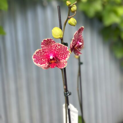 Phalaenopsis OX Red Sesame | Storczyk