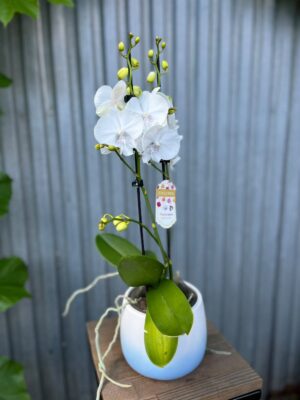 Phalaenopsis Pillow Talk | Storczyk