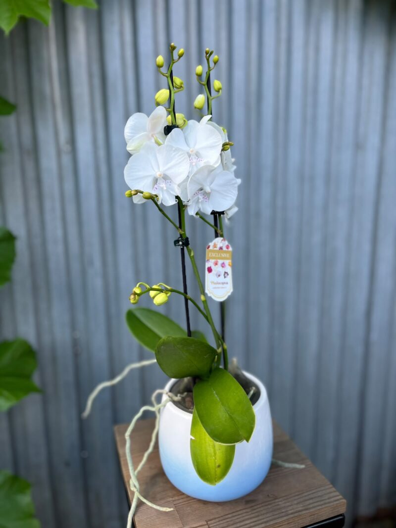 Phalaenopsis Pillow Talk | Storczyk