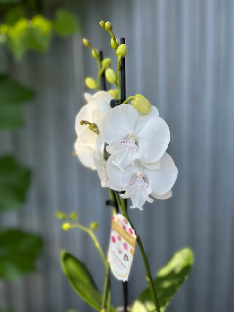 Phalaenopsis Pillow Talk | Storczyk Phalaenopsis Pillow Talk | Storczyk