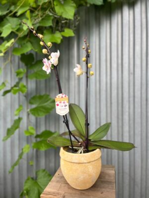 Phalaenopsis ‘Popcorn’ | Storczyk