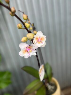 Phalaenopsis ‘Popcorn’ | Storczyk