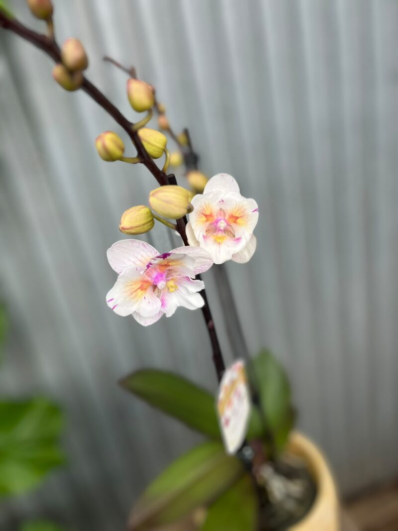Phalaenopsis ‘Popcorn’ | Storczyk Phalaenopsis ‘Popcorn’ | Storczyk