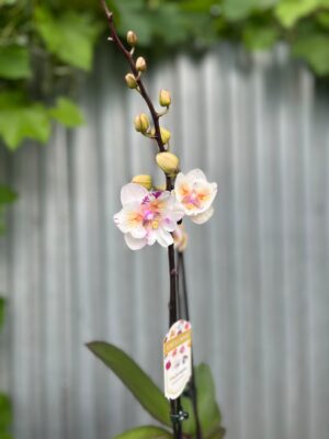 Phalaenopsis ‘Popcorn’ | Storczyk