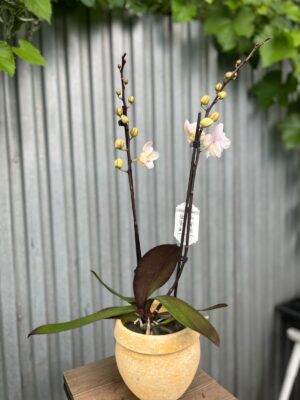 Phalaenopsis ‘Popcorn’ | Storczyk