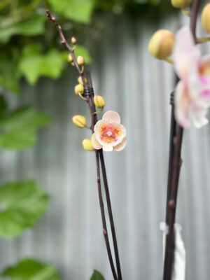 Phalaenopsis ‘Popcorn’ | Storczyk