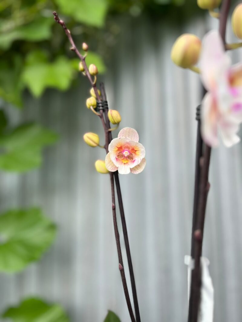 Phalaenopsis ‘Popcorn’ | Storczyk