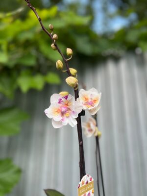 Phalaenopsis ‘Popcorn’ | Storczyk