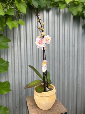 Phalaenopsis ‘Popcorn’ | Storczyk