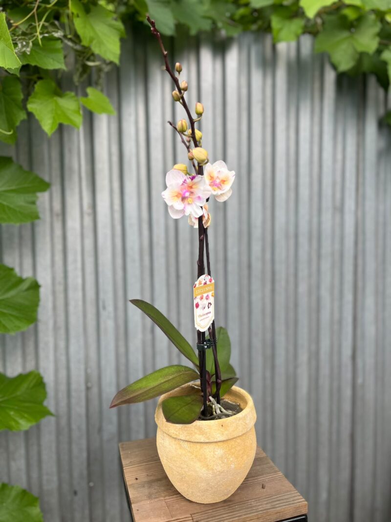 Phalaenopsis ‘Popcorn’ | Storczyk