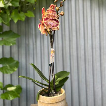 Phalaenopsis Cinder | Storczyk