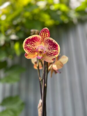 Phalaenopsis Cinder | Storczyk