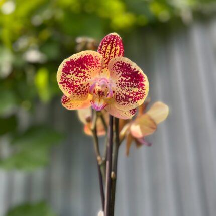 Phalaenopsis Cinder | Storczyk
