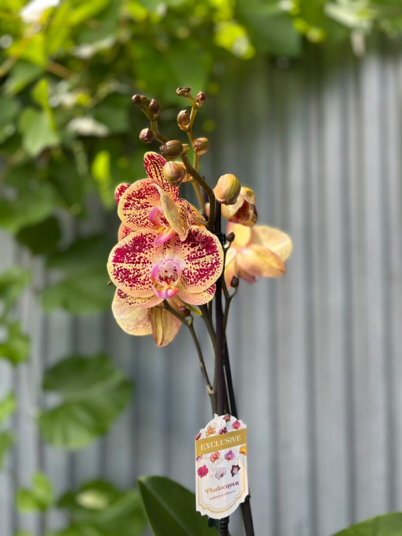 Phalaenopsis Cinder | Storczyk