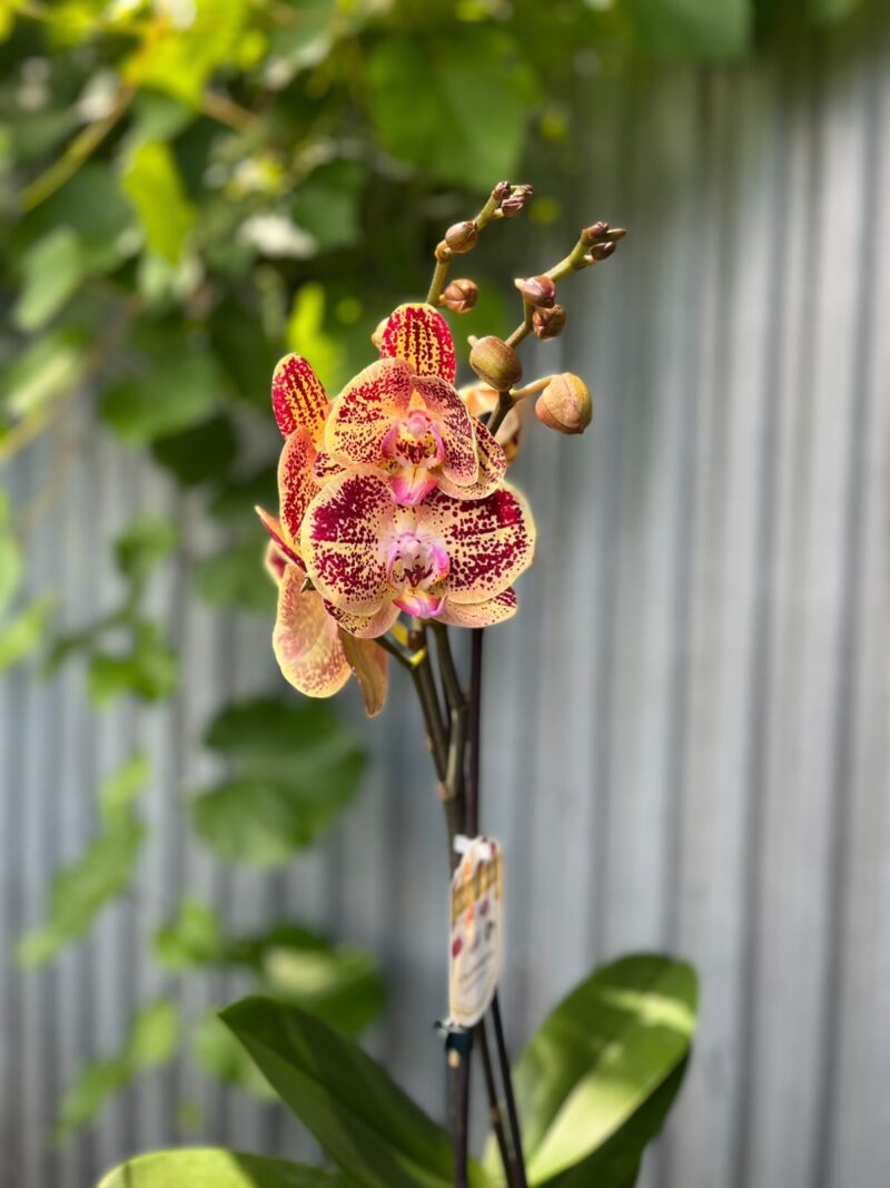 Phalaenopsis Cinder | Storczyk