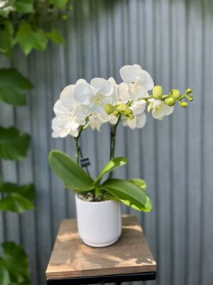 Phalaenopsis Biały Storczyk