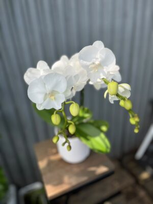 Phalaenopsis Biały Storczyk