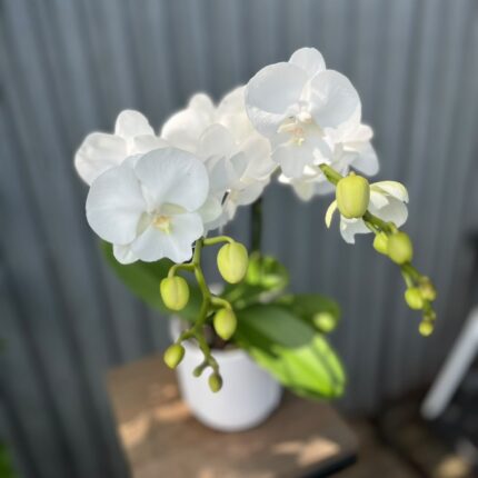 Phalaenopsis Biały Storczyk