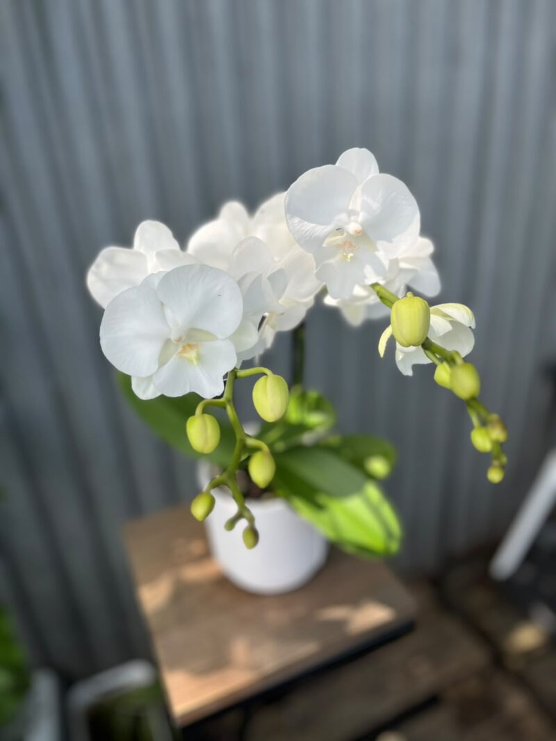 Phalaenopsis Biały Storczyk Phalaenopsis Biały Storczyk