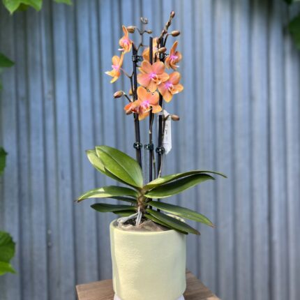 Phalaenopsis Limited Orange | Storczyk