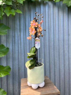 Phalaenopsis Limited Orange | Storczyk