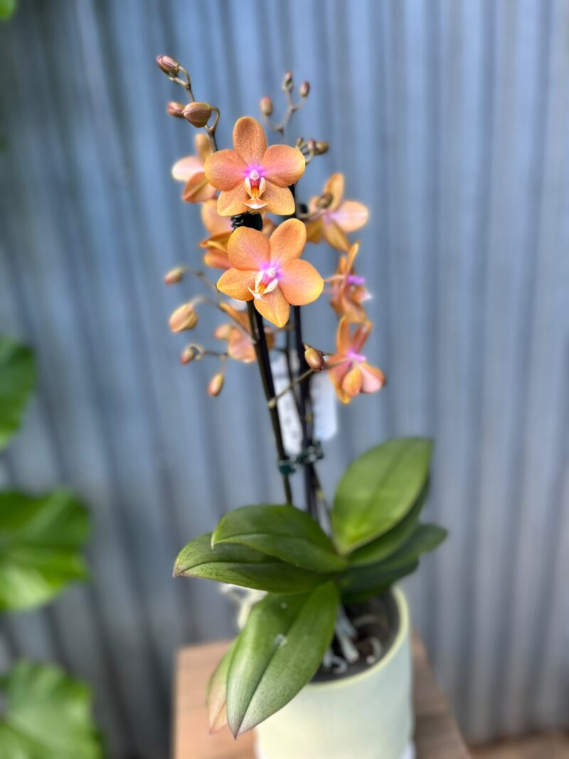 Phalaenopsis Limited Orange | Storczyk