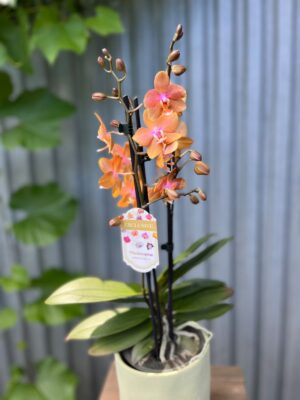 Phalaenopsis Limited Orange | Storczyk