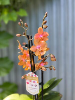 Phalaenopsis Limited Orange | Storczyk