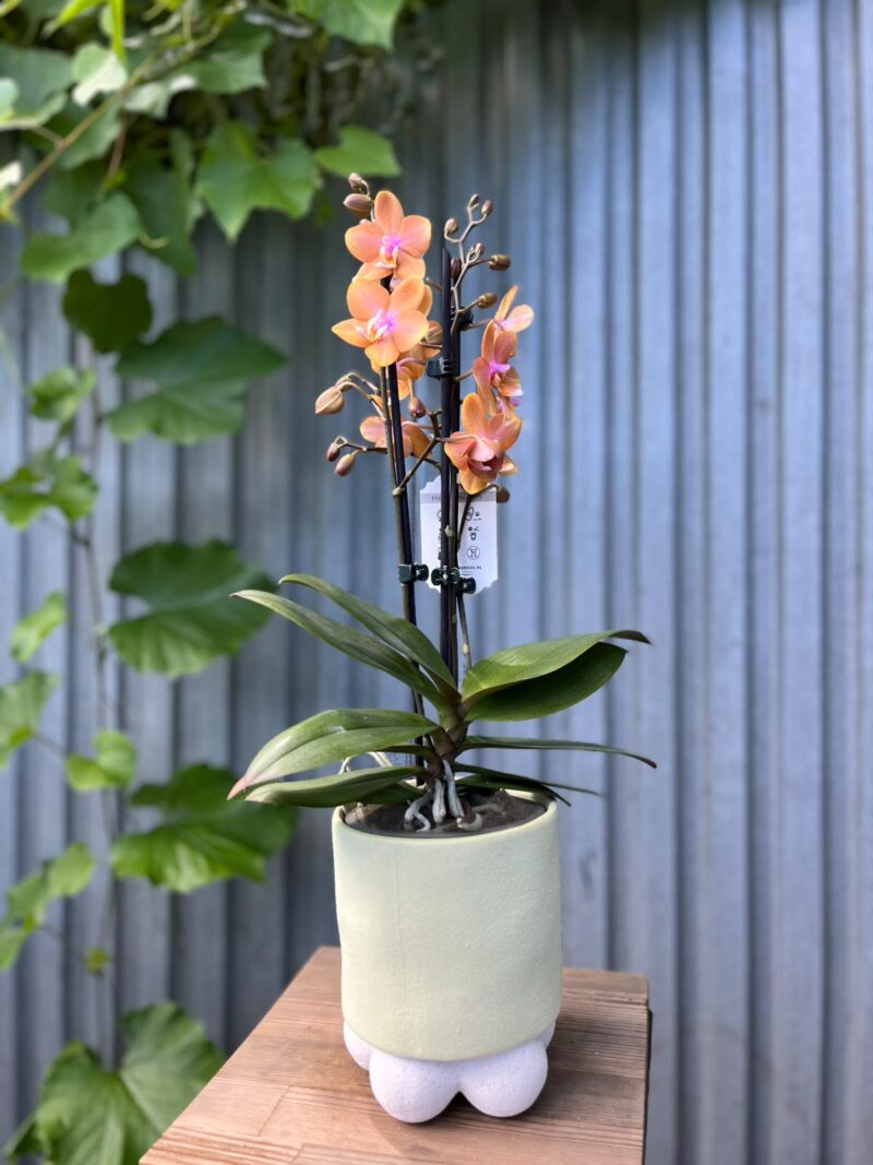 Phalaenopsis Limited Orange | Storczyk