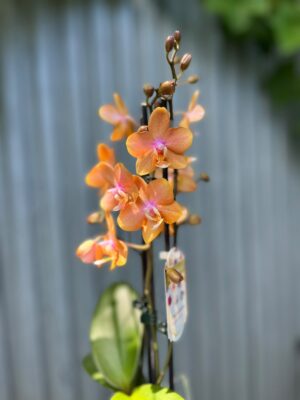 Phalaenopsis Limited Orange | Storczyk