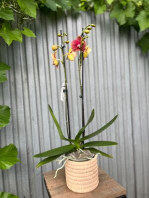 Phalaenopsis I-Hsin Picture | Storczyk